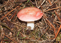 Russula vesca